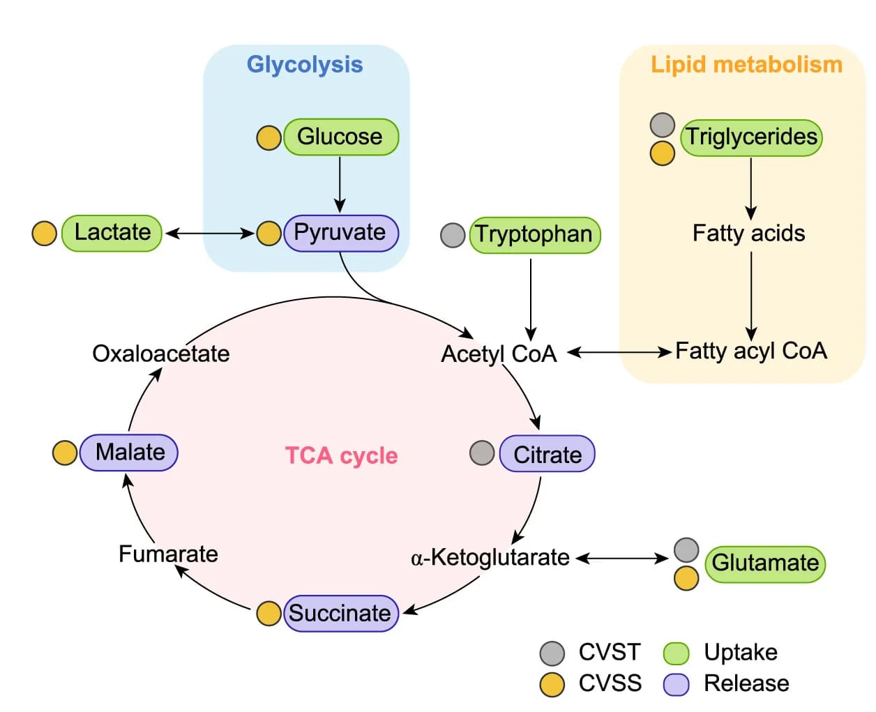 Open access visualization of Workflow, Flowchart, Summary Diagram, Metabolites, Lipids