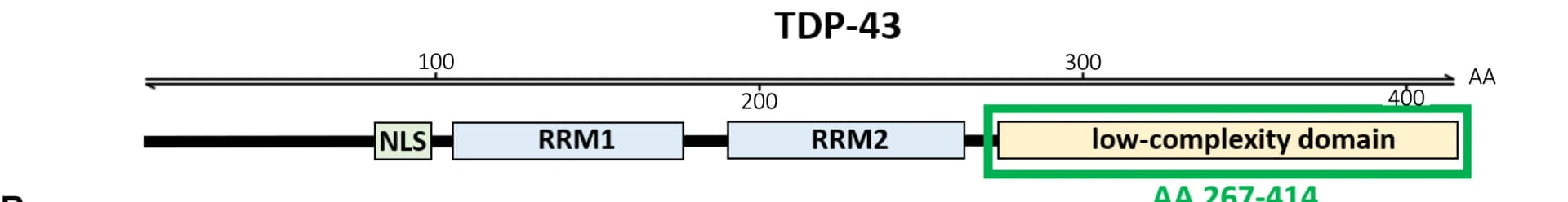 Open access visualization of Illustration, TDP-43 Structure, Nuclear Localization Signal, RNA Recognition Motif, Low-Complexity Domain