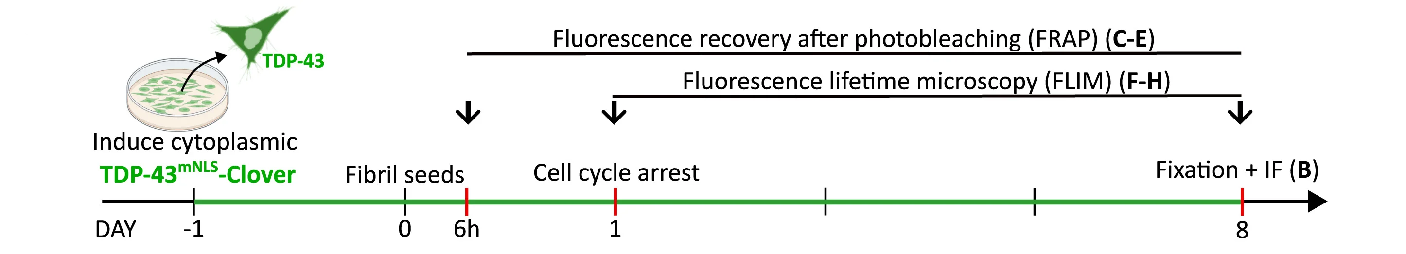 Open access visualization of Workflow, Flowchart, TDP-43mNLS-Clover Cells, FRAP, FLIM