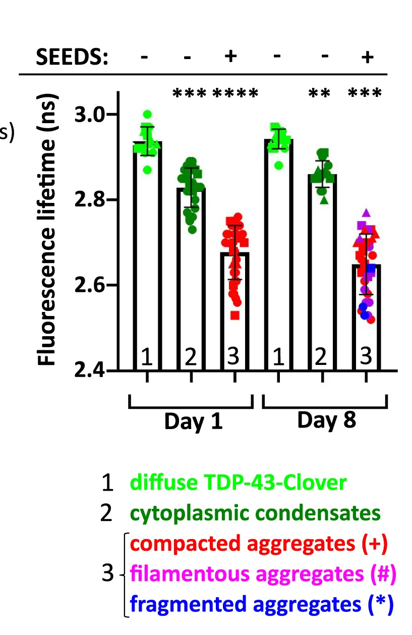 Open access visualization of Bar Plot, Error Bars, Scatter Plot, Fluorescence Lifetime, TDP-43mNLS-Clover