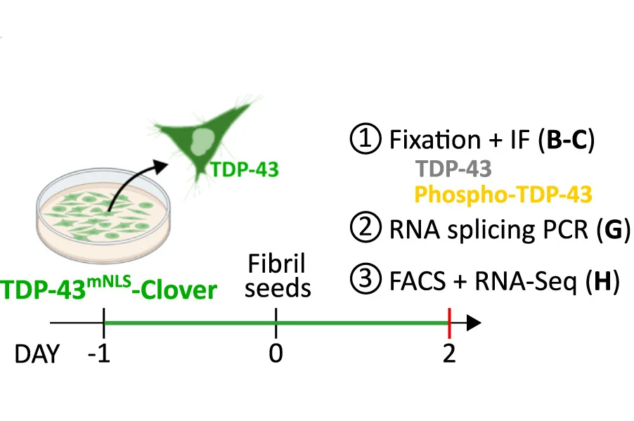 Open access visualization of Workflow, Illustration, TDP-43mNLS-Clover U2OS Cells, Seed Exposure, Immunostaining