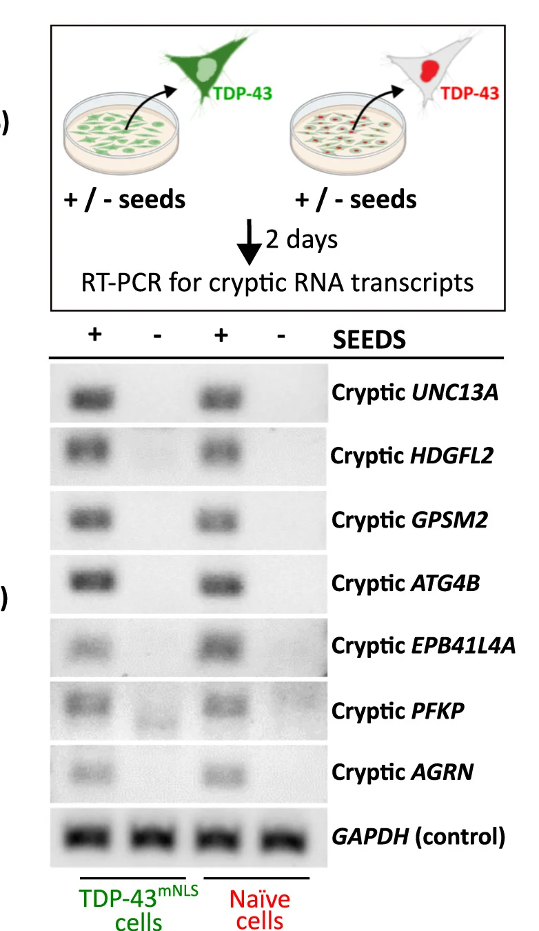 Open access visualization of Workflow, Gel, RT-PCR, Cryptic RNA Transcripts, Naive Cells