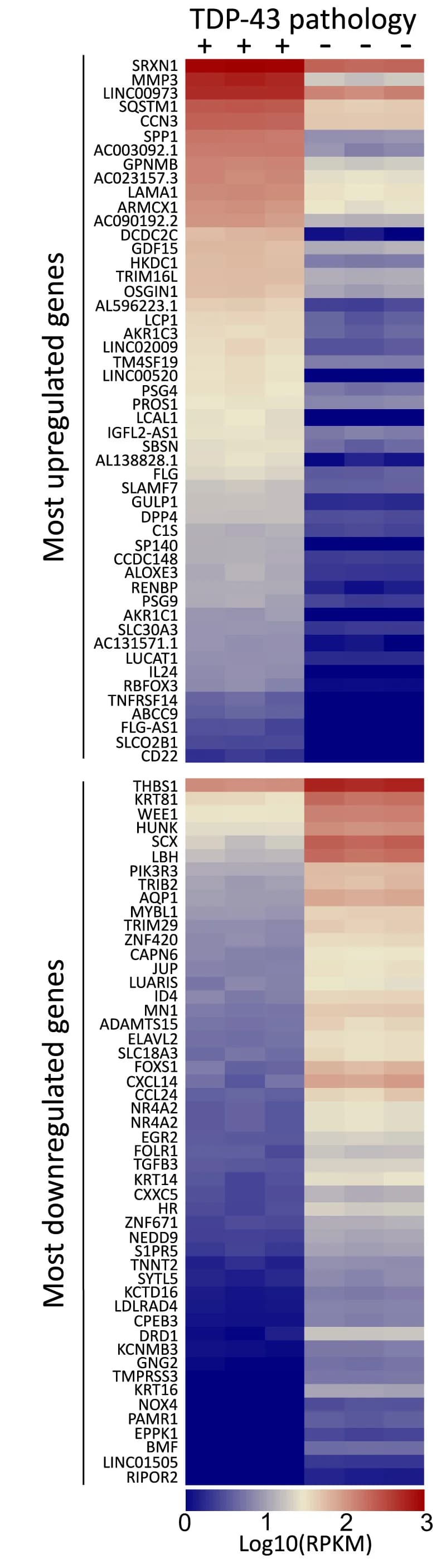 Open access visualization of Heatmap, Expression Levels, Upregulated Genes, Downregulated Genes, U2OS Cells