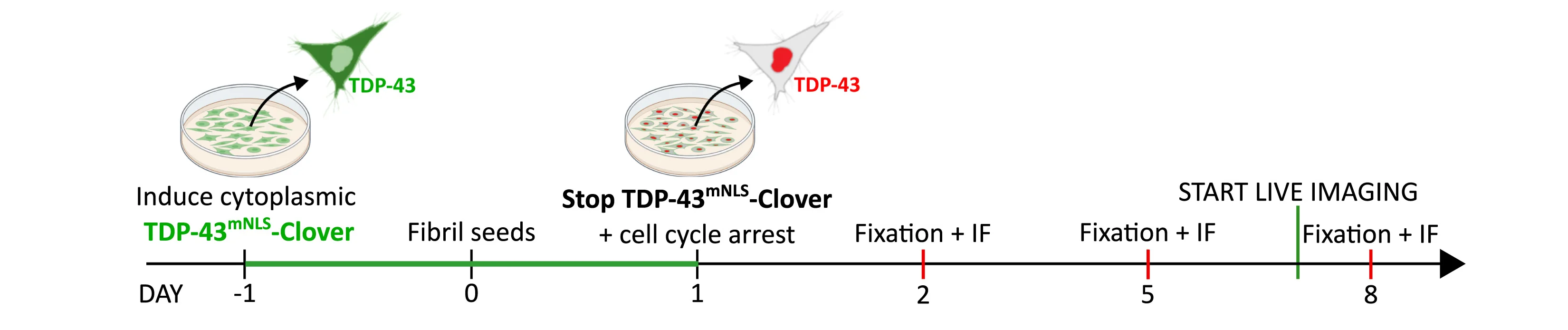 Open access visualization of Workflow, Flowchart, Illustration, TDP-43mNLS-Clover Cells, Seeds