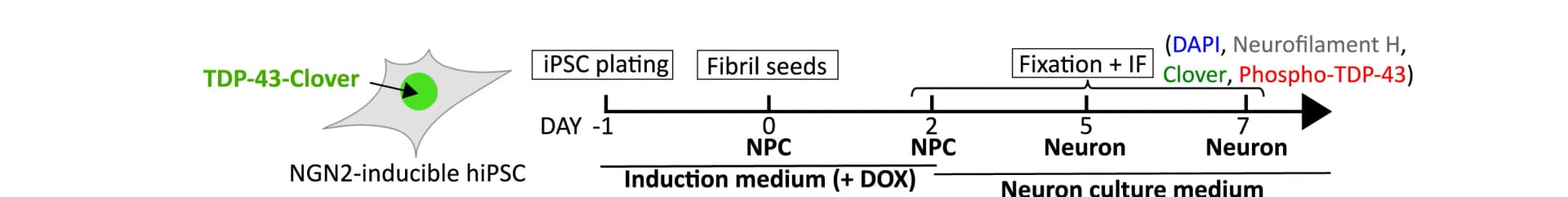 Open access visualization of Workflow, Illustration, Seeding Assay, iPSC-derived Neurons, TDP-43WT-Clover