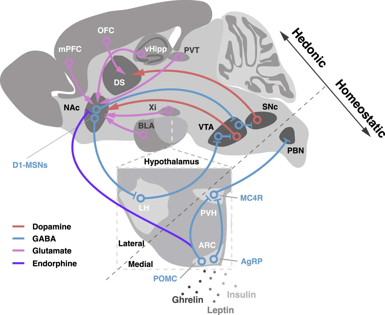 Open access visualization of Pathway, Hedonic Feeding System, Mesolimbic Dopamine, Ventral Tegmental Area, Nucleus Accumbens