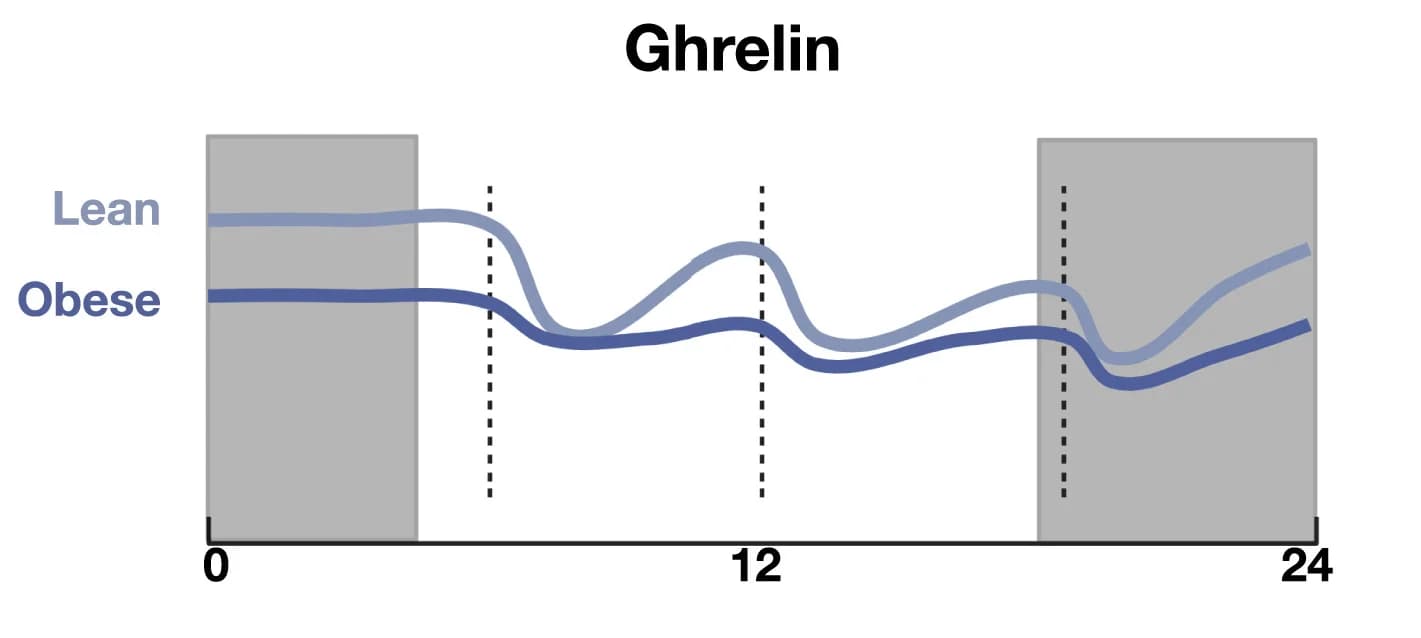 Open access visualization of Line Plot, Ghrelin, Meal Response, Obesity