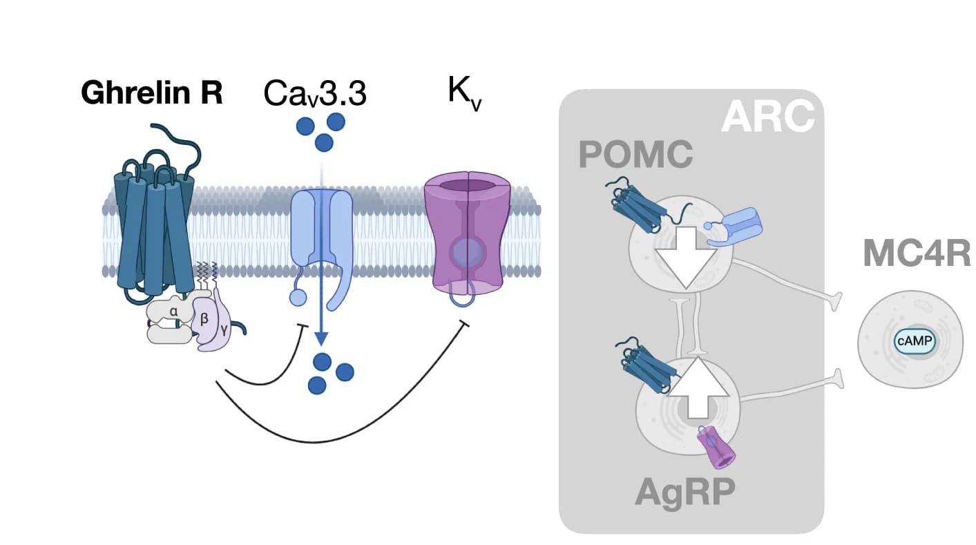 Open access visualization of Workflow, Illustration, Pathway, Ghrelin Receptors, Cav3.3 Channels