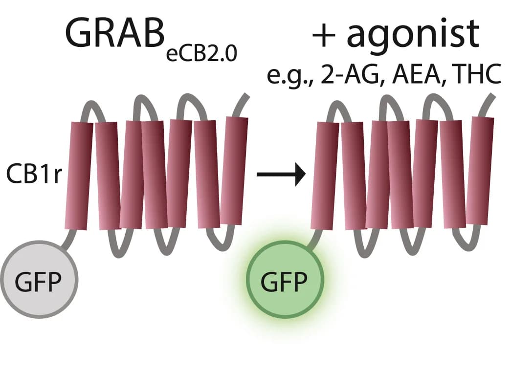 Open access visualization of Illustration, Workflow, GRABeCB2.0, GPCR, Green Fluorescent Protein