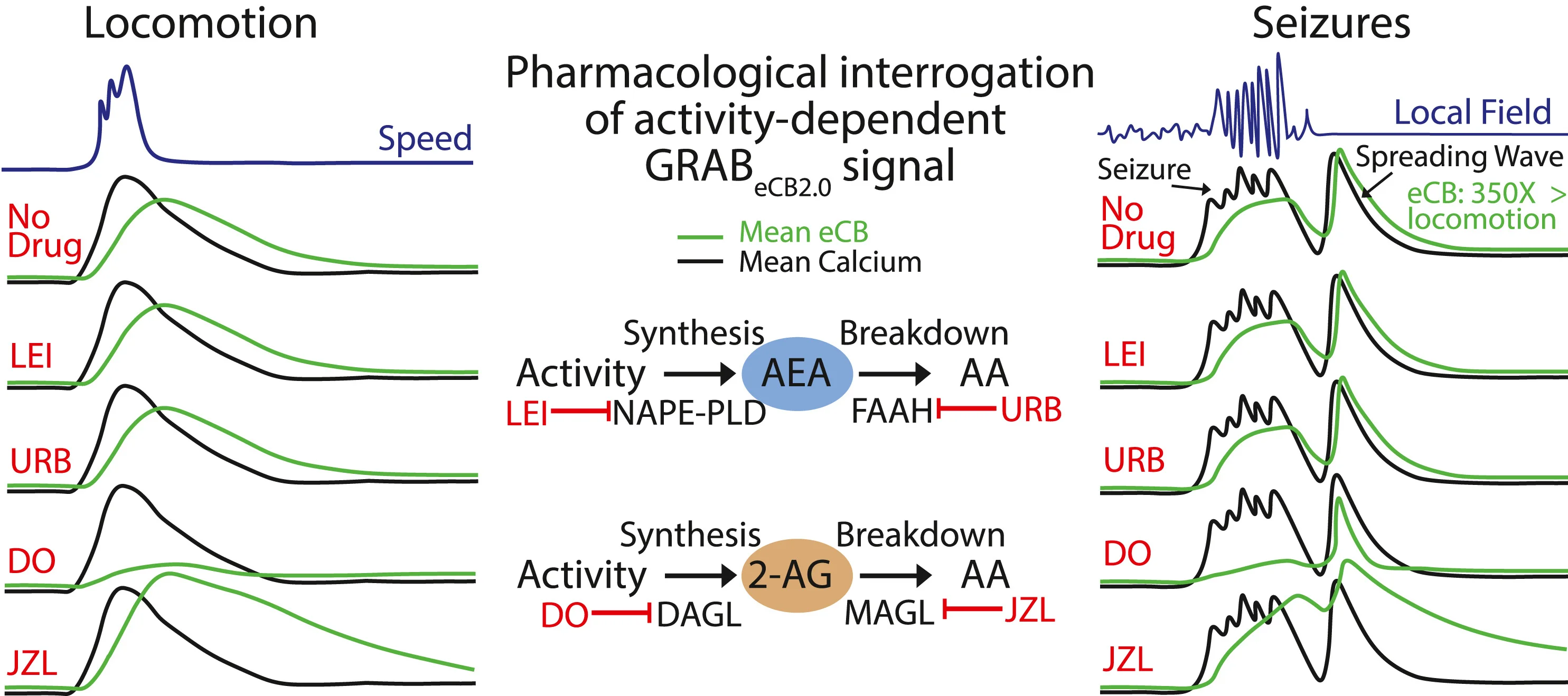 Open access visualization of Line Plot, Workflow, Calcium Signals, eCB Signals, CA1PC Layer