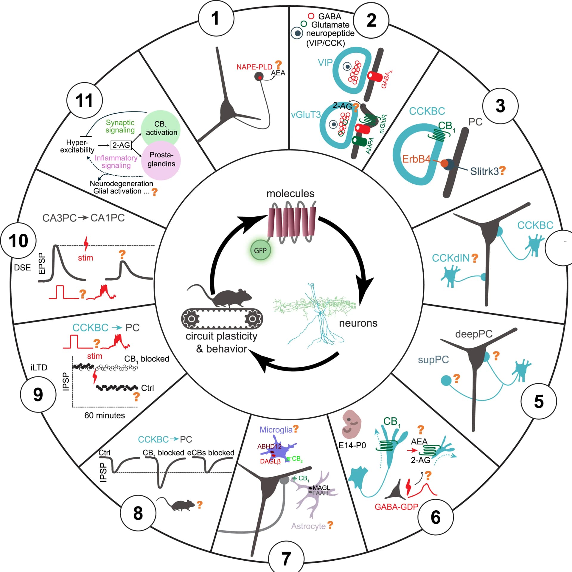 Open access visualization of Workflow, Line Plot, AEA Synthesis, NAPE-PLD, Neuron
