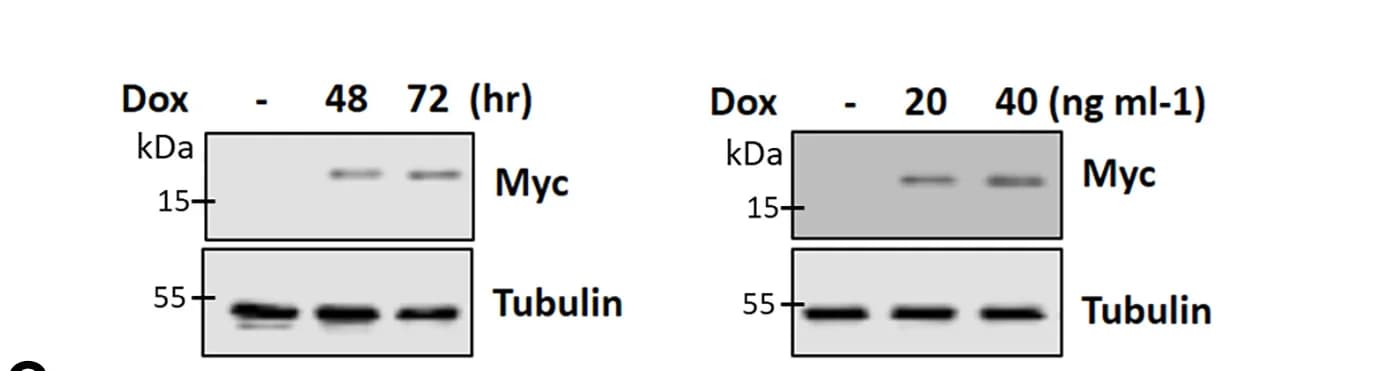 Open access visualization of Gel, Doxycycline, A53T alpha-Syn, SH-SY5Y Cell Lines, Western Blot