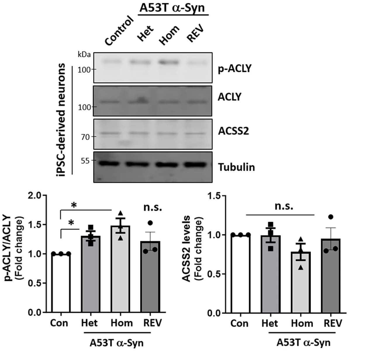 Open access visualization of Bar Plot, Error Bars, Gel, Phosphorylation, ACLY