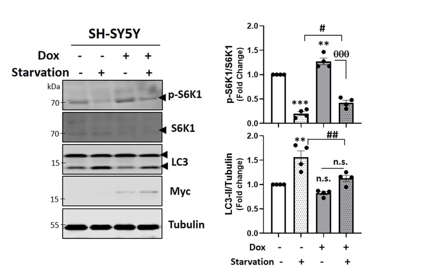 Open access visualization of Bar Plot, Gel, mTORC1 Activation, Autophagy Inhibition, A53T alpha-Syn
