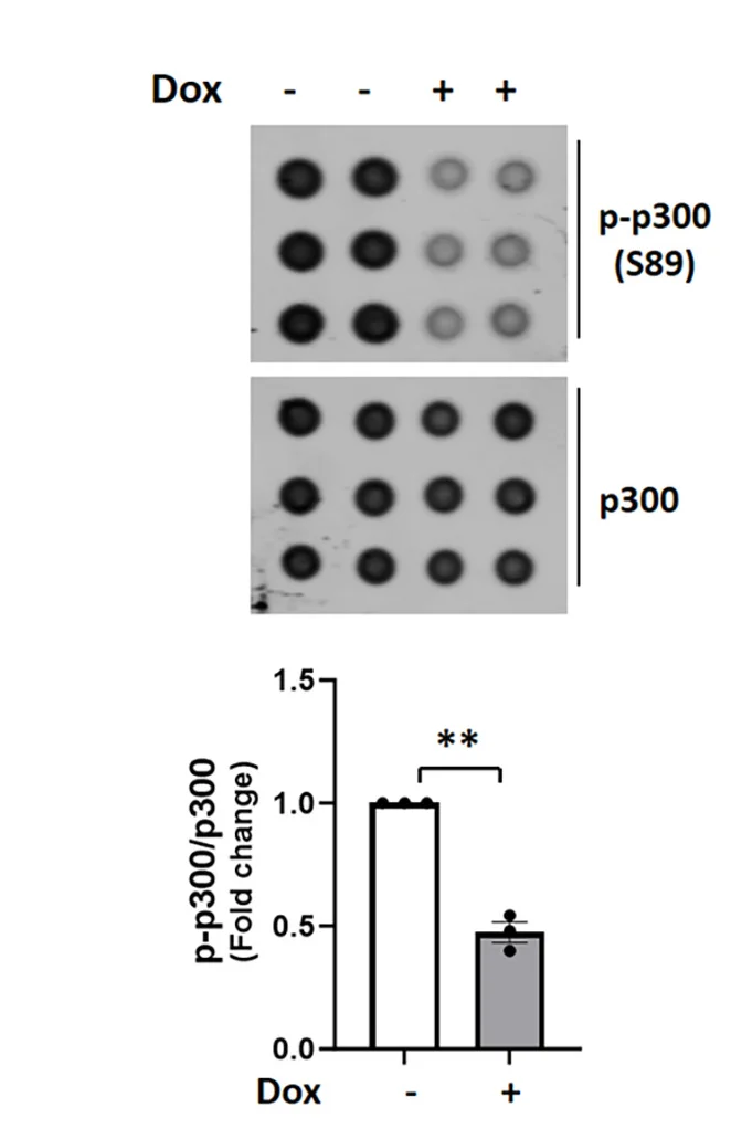 Open access visualization of Bar Plot, Gel, Scatter Plot, Dot Blot Assay, Phosphorylated p300