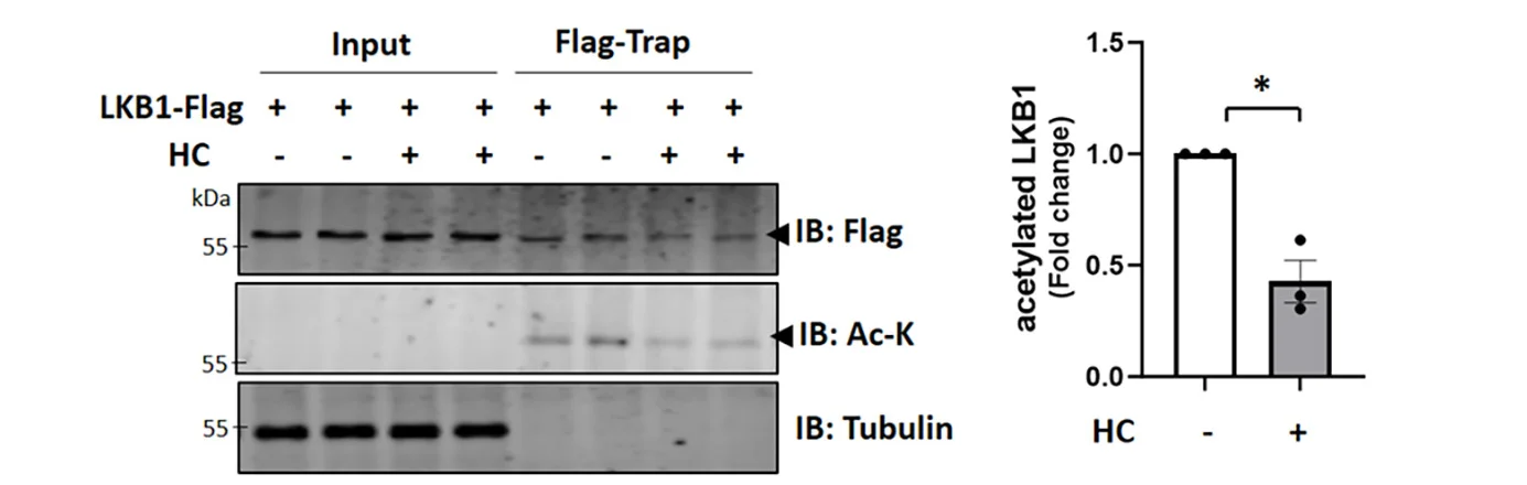 Open access visualization of Bar Plot, Error Bars, Gel, LKB1 Acetylation, HC