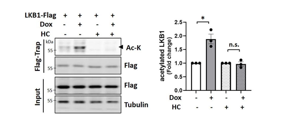 Open access visualization of Bar Plot, Error Bars, Gel, LKB1 Acetylation, A53T alpha-Syn