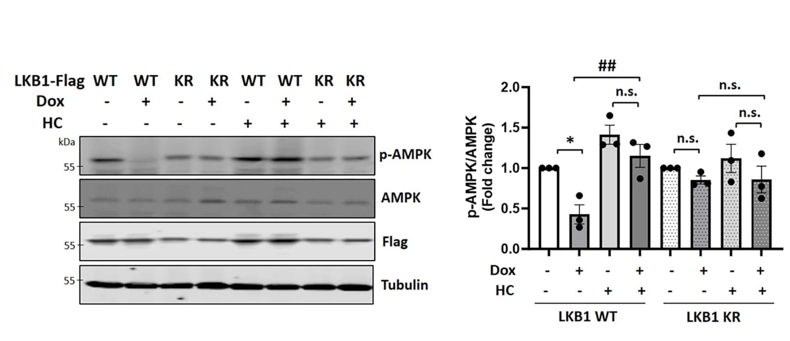 Open access visualization of Bar Plot, Error Bars, Photo, Gel, AMPK Activity
