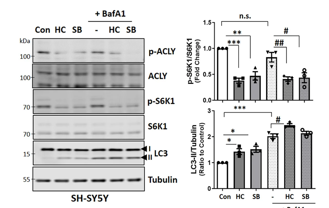 Open access visualization of Bar Plot, Error Bars, Gel, mTORC1 Inhibition, Autophagy Activation
