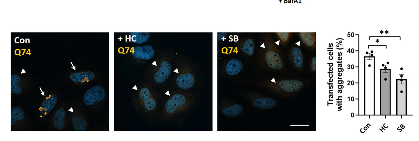 Open access visualization of Microscopy, Bar Plot, Error Bars, HTT (Q74) Aggregation, HeLa Cells