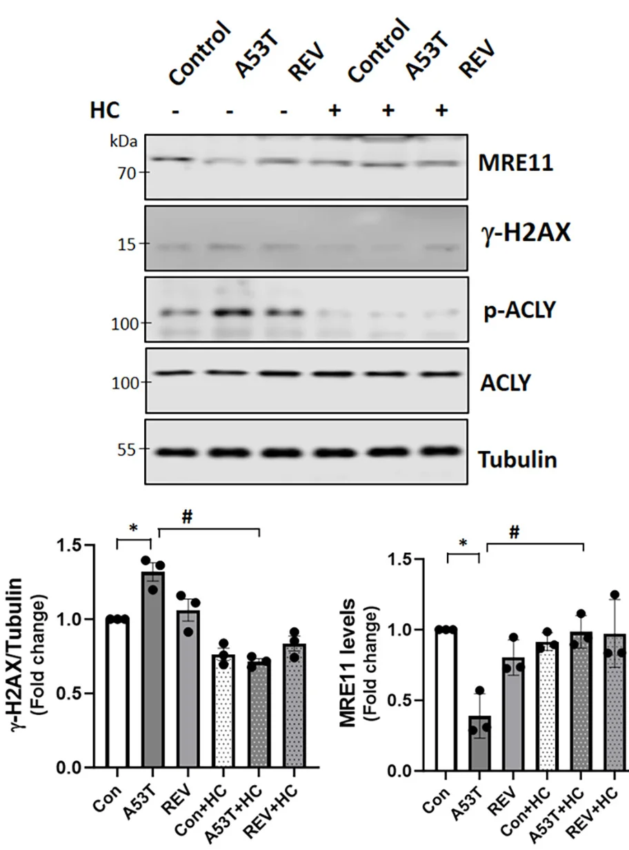 Open access visualization of Bar Plot, Error Bars, Gel, DNA Damage, A53T alpha-Syn