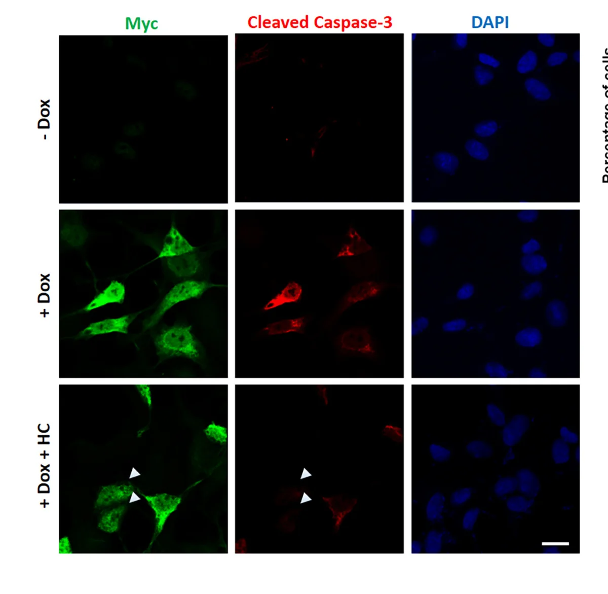 Open access visualization of Microscopy, Cleaved Caspase-3, A53T alpha-Syn, SH-SY5Y Cells, HC Treatment