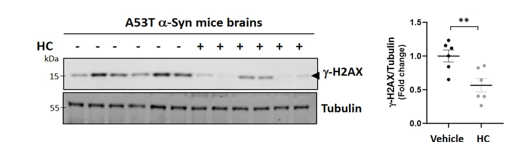 Open access visualization of Gel, Scatter Plot, gamma-H2AX, SNCA Mice