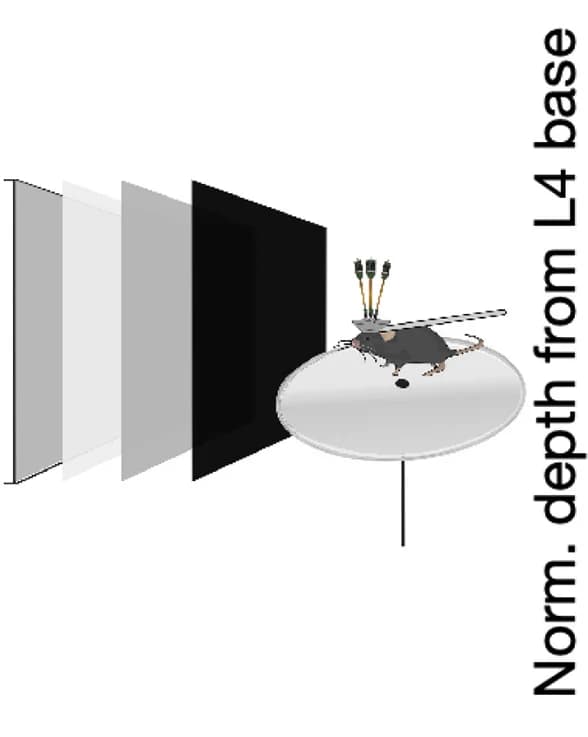 Open access visualization of Illustration, Recording Setup, Full-screen Flashes, Uniform Flashes