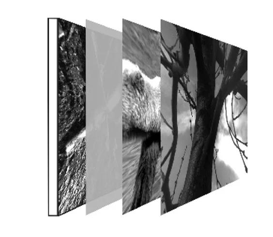 Open access visualization of Photo, Naturalistic Images, Gray-screen Control