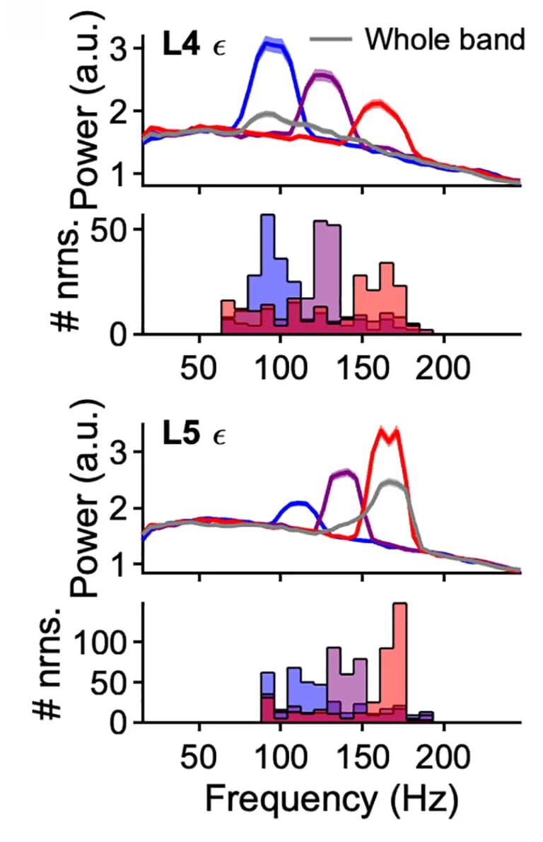 Open access visualization of Line Plot, Histogram, Power Spectra, CCG, L4 Epsilon