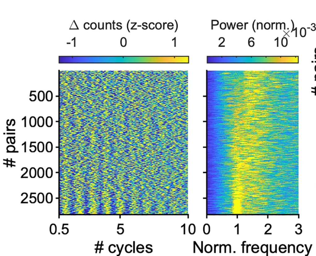 Open access visualization of Heatmap, Spectrogram, L5 Epsilon, L5 Neuron Pairs