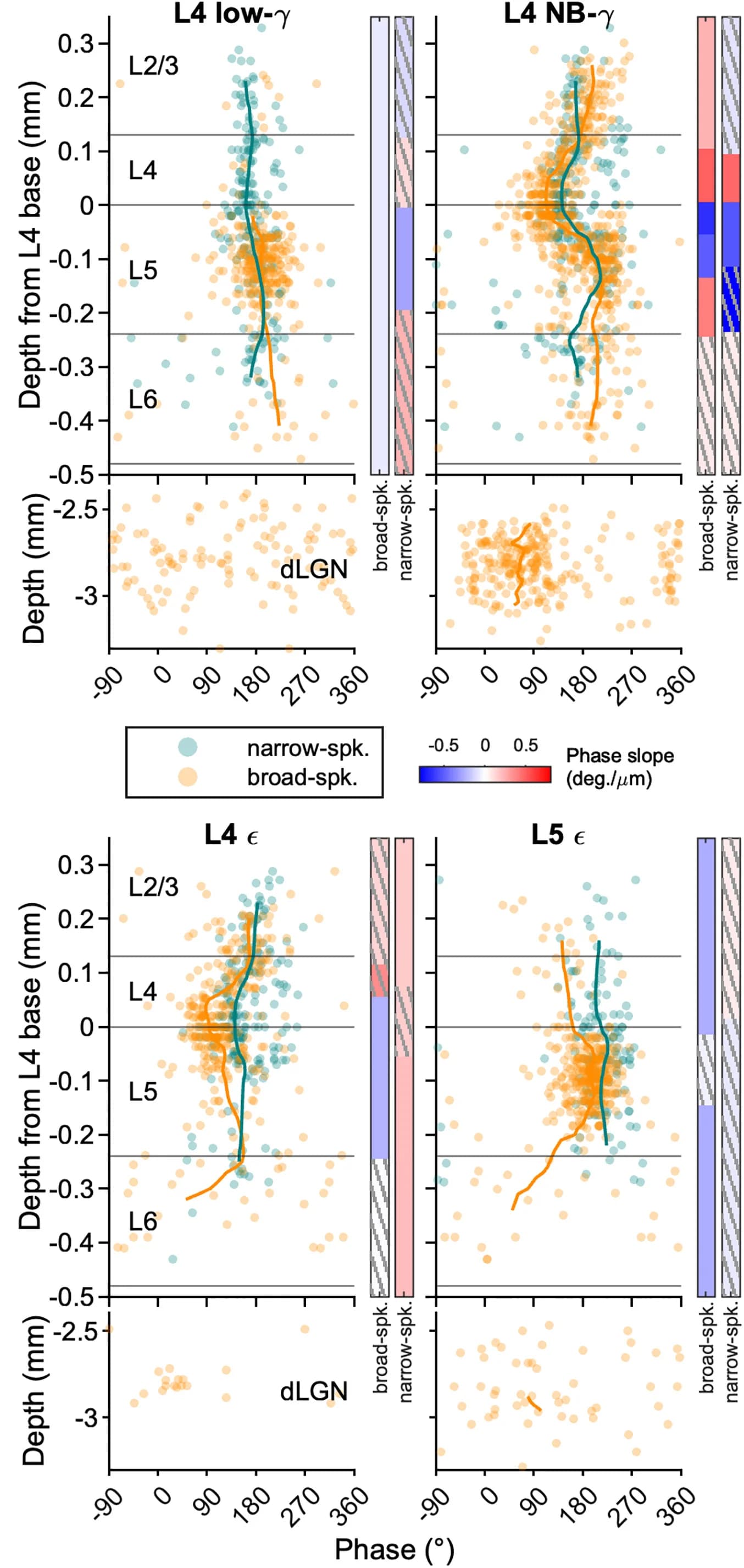 Open access visualization of Scatter Plot, Line Plot, Preferred Phase, Neurons, Cell Type