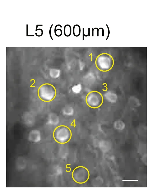 Open access visualization of Microscopy, Two-Photon Fluorescence Images, jRCaMP1b, L5 Neurons, V1