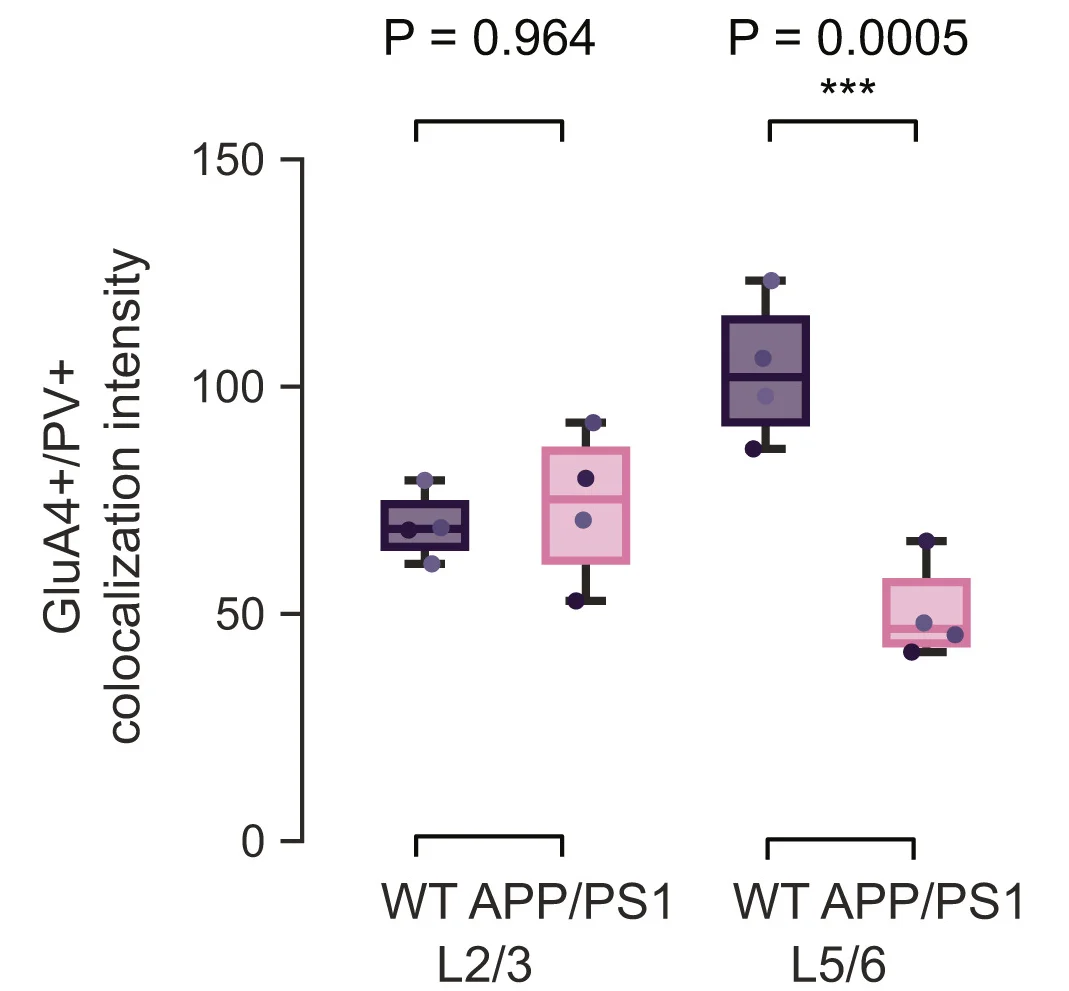 Open access visualization of Box Plot, Quantification, GluA4, PV Interneurons, Colocalization Intensity