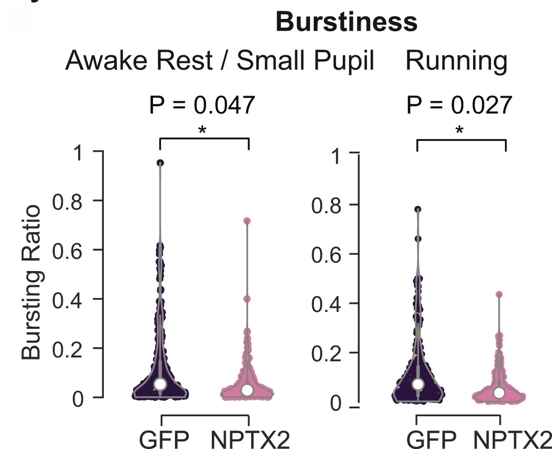 Open access visualization of Violin Plot, Violin Plots, Bursting Ratio, RS Excitatory Neurons, Awake Rest