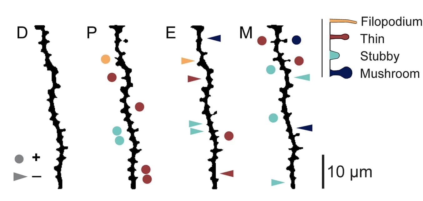 Open access visualization of Illustration, Dendritic Spine Dynamics, Estrous Stages, Binarized Projections, Gaussian-Averaged Dendrite