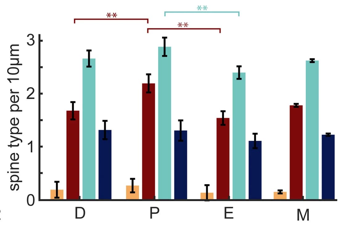 Open access visualization of Bar Plot, Error Bars, Clustered, Spine Subtype Distribution, Estrous Stages