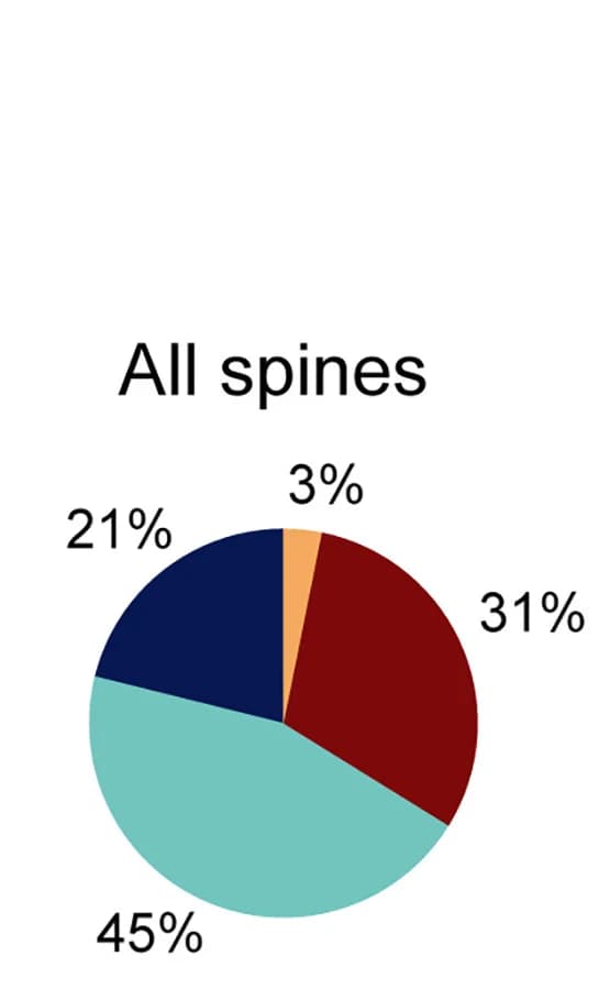 Open access visualization of Pie Chart, Spine Subtypes, Dendritic Spines, Filopodium, Thin