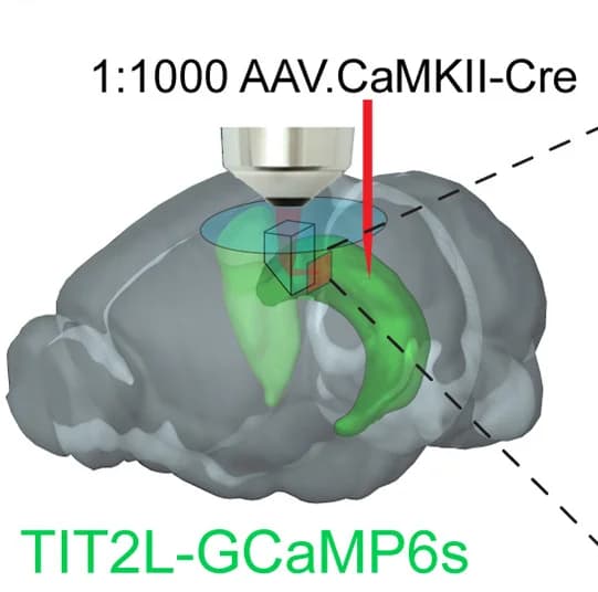 Open access visualization of 3D Plot, Microinjection, AAV, Transgenic Mice, Calcium Indicator