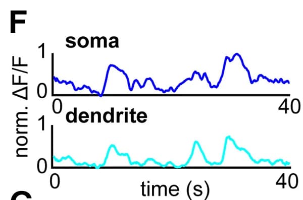 Open access visualization of Line Plot, CA1 Pyramidal Cell, Soma, Sub-ROI Selection, Dendritic Segment