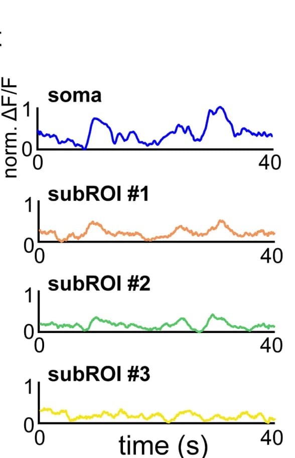 Open access visualization of Line Plot, ΔF/F Traces, Soma, Sub-ROIs, Apical Dendritic Branch