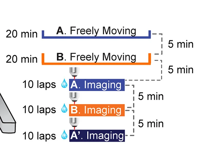 Open access visualization of Workflow, Flowchart, Behavioral Protocol, Acclimation Sessions, Head-Fixed Imaging