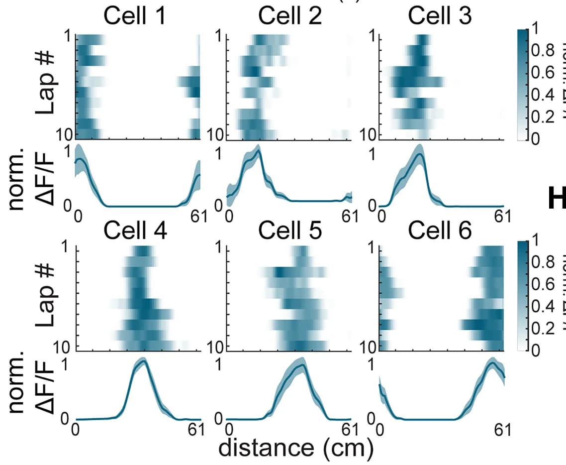 Open access visualization of Heatmap, Line Plot, Error Bars, F/F Transients, Place Cells
