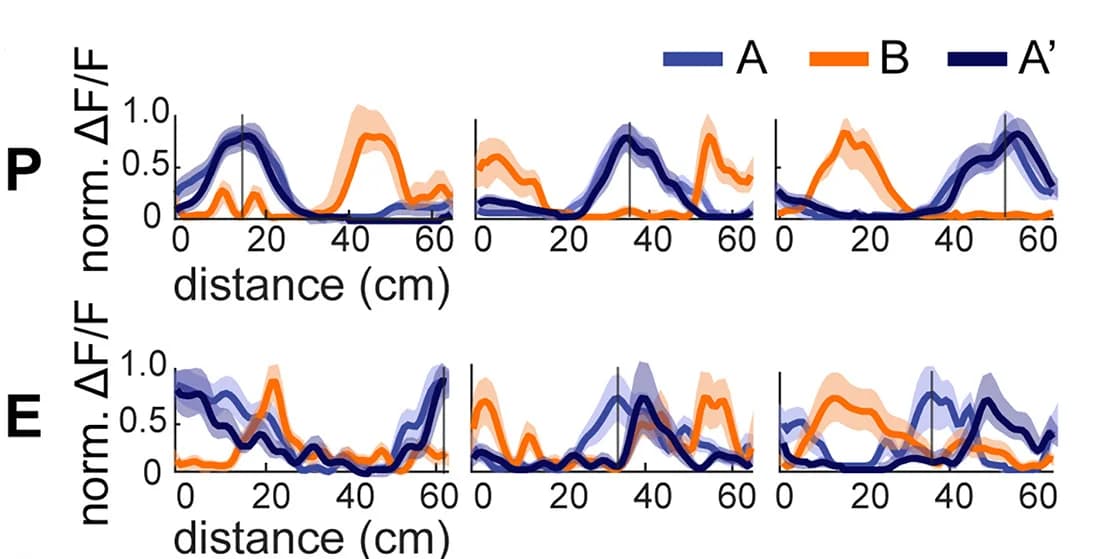 Open access visualization of Line Plot, Error Bars, Positional Tuning Curves, Place Cells, Proestrus