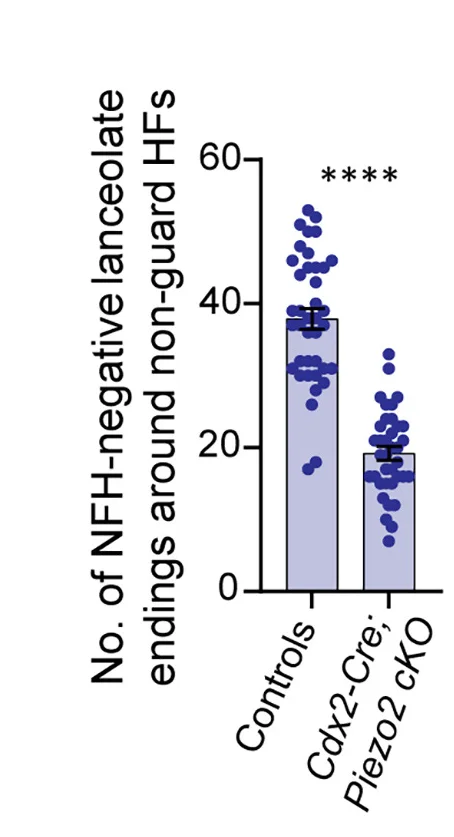 Open access visualization of Bar Plot, Scatter Plot, Error Bars, NFH- Lanceolate Endings, Non-Guard Hair Follicles