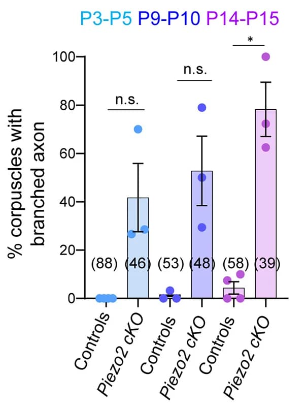 Open access visualization of Bar Plot, Scatter Plot, Error Bars, Pacinian Corpuscles, Branched Axons