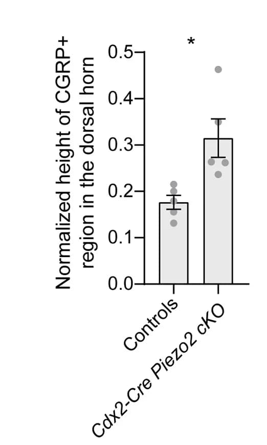 Open access visualization of Bar Plot, Error Bars, CGRP, Dorsal Horn, Statistical Analysis