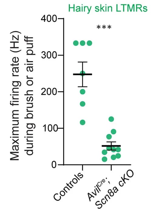 Open access visualization of Scatter Plot, Error Bars, Firing Rates, Hairy Skin, LTMRs
