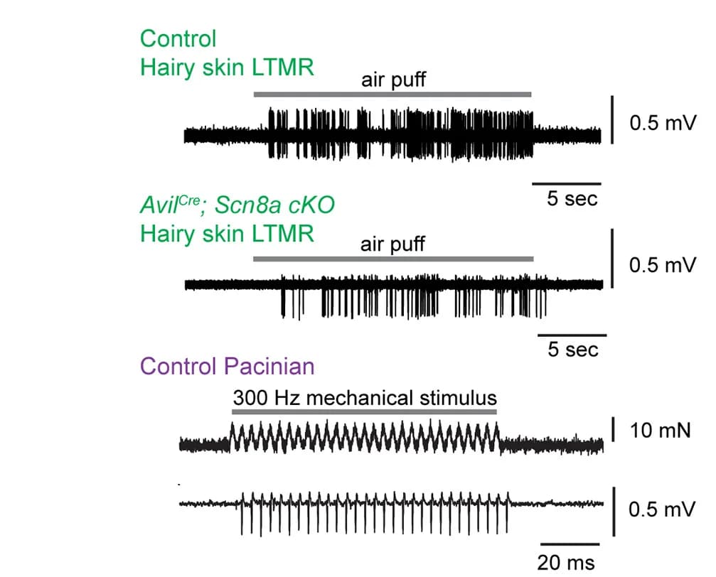 Open access visualization of Line Plot, Hairy Skin, LTMRs, Pacinian Unit, Air Puff