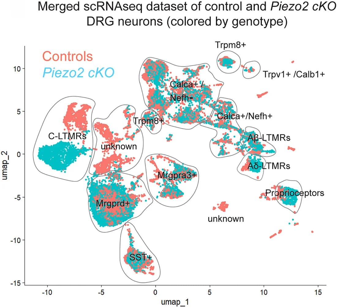 Open access visualization of Scatter Plot, UMAP, DRG Neurons, Genotype